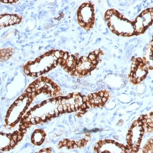 Ksp-Cadherin (Kidney-Specific Cadherin) / CDH16; Clone rCDH16/1071 (Concentrate)